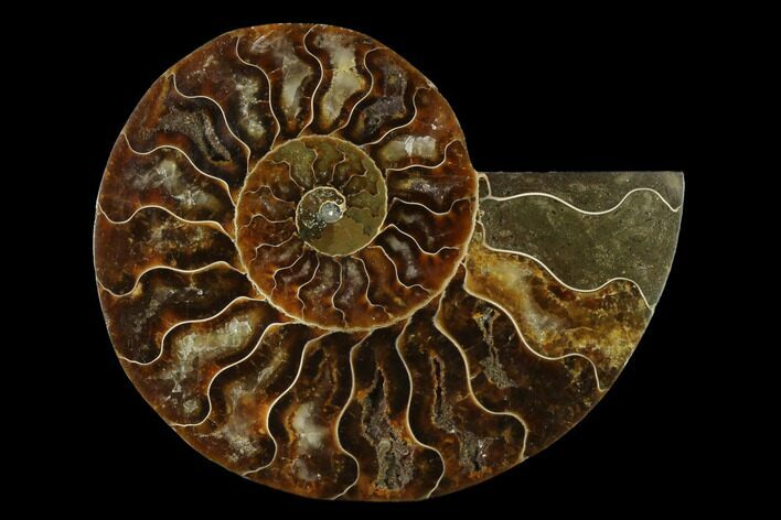 Agatized Ammonite Fossil (Half) - Madagascar #139687